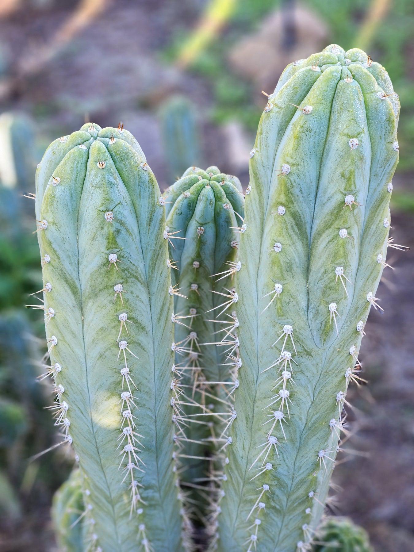 EC45 EXACT Trichocereus Peruvianus 