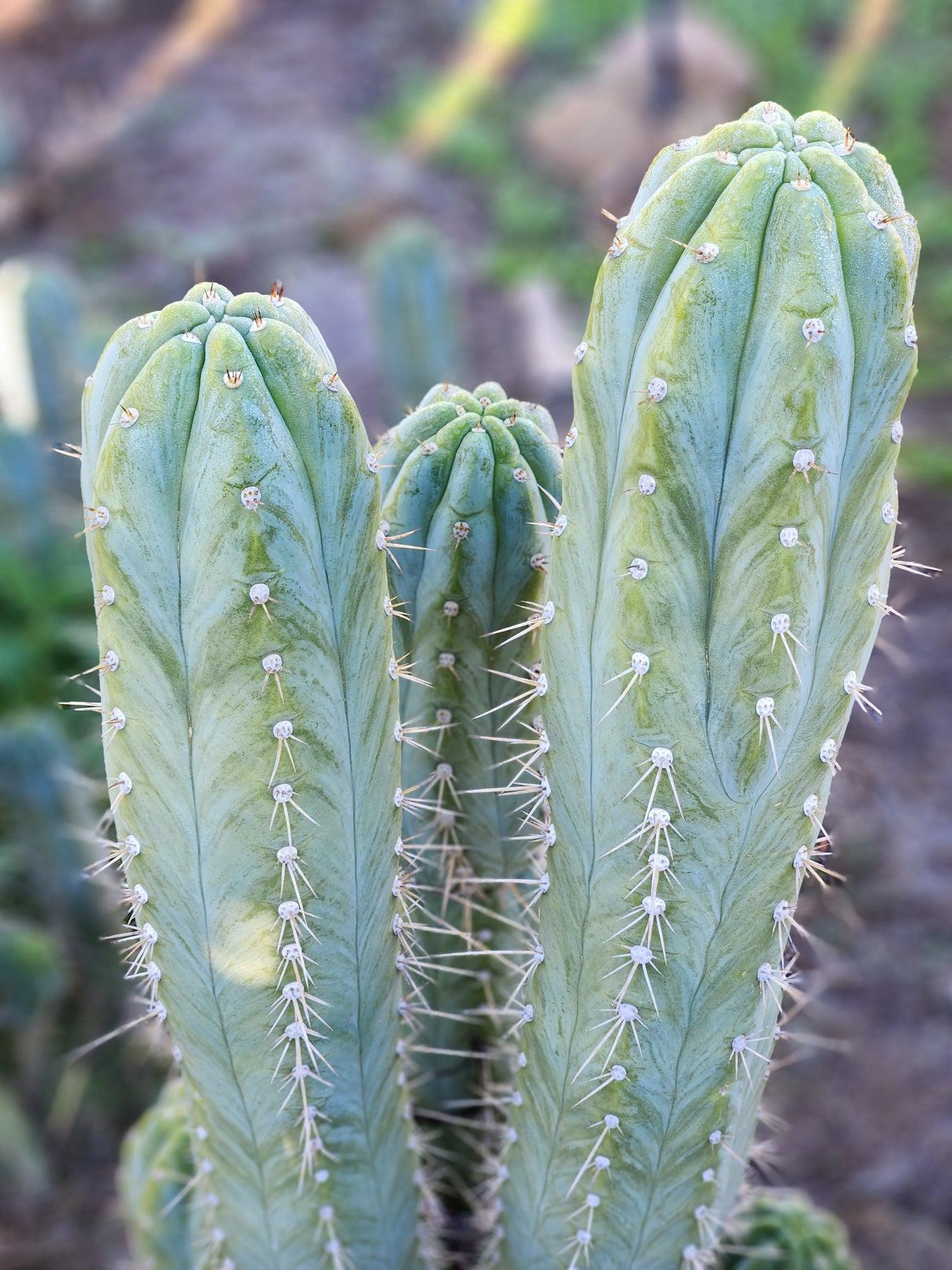 #EC45 EXACT Trichocereus Peruvianus "Storage Yard" Cactus CUTTING 7-8""-Cactus - Large - Exact-The Succulent Source