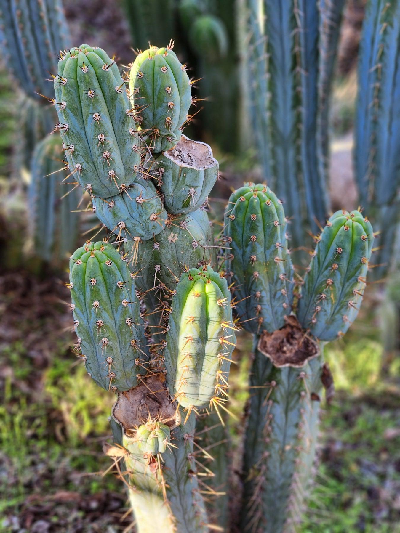 #EC45 EXACT Trichocereus Peruvianus "Storage Yard" Cactus CUTTING 7-8""-Cactus - Large - Exact-The Succulent Source