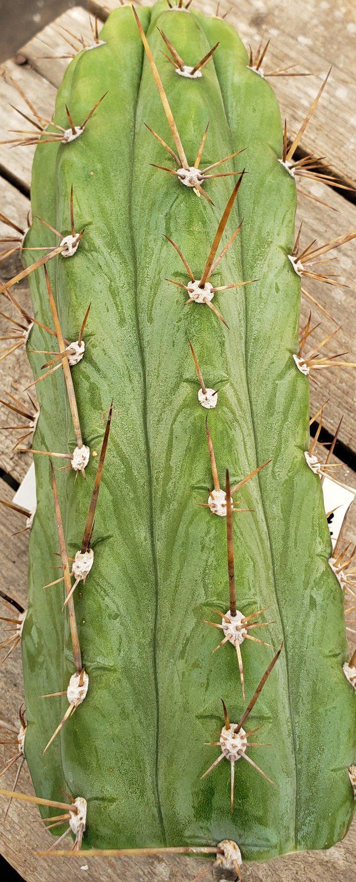 #EC45 EXACT Trichocereus Peruvianus "Storage Yard" Cactus CUTTING 9-10"-Cactus - Large - Exact-The Succulent Source