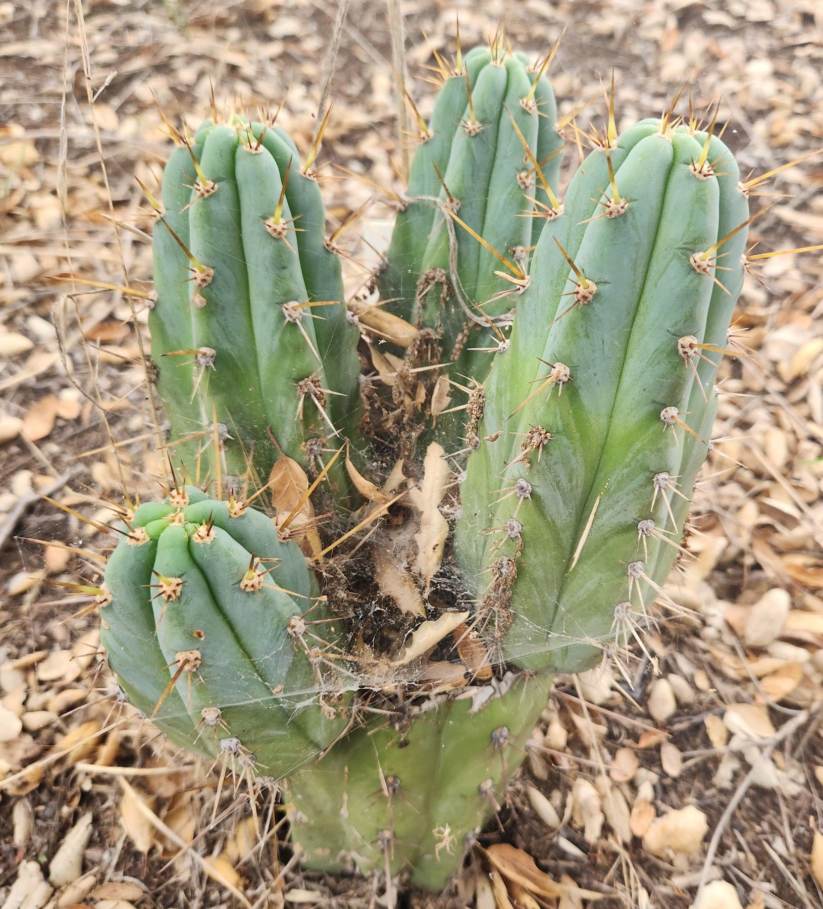 #EC45 EXACT Trichocereus Peruvianus "Storage Yard" Cactus CUTTING-Cactus - Large - Exact-The Succulent Source