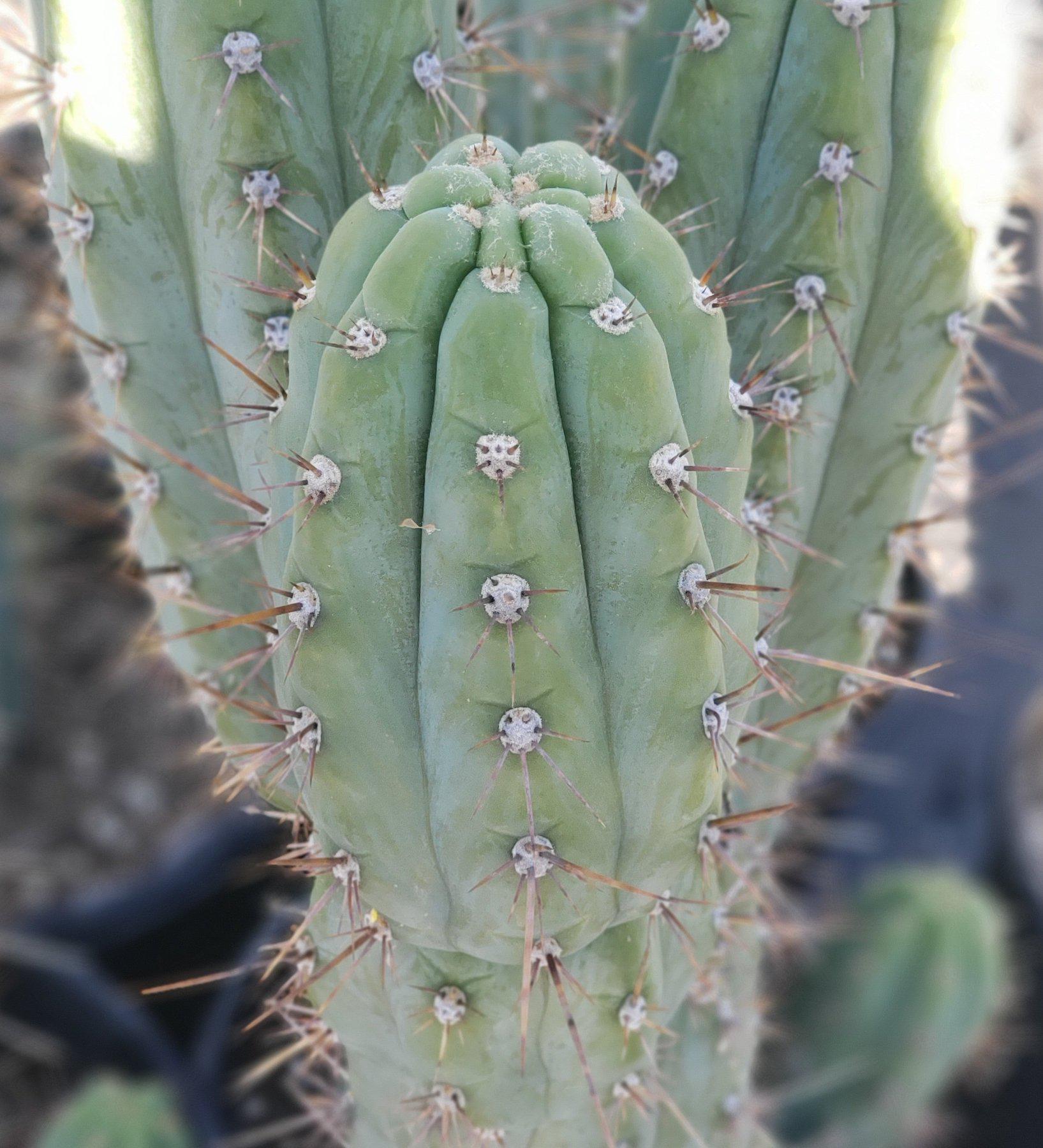 専用 1kg Trichocereus peruvianus /トップカット Tr. peruvianus - Peruvian Torch - Cuts | Cactocereus UK t/a