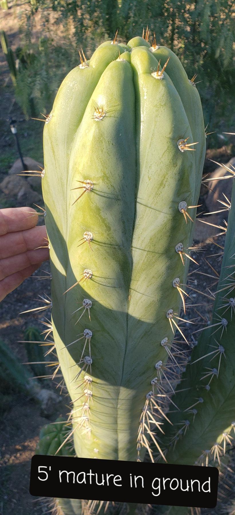 #EC45 EXACT Trichocereus Peruvianus "Storage Yard" Cactus CUTTING 6-7"-Cactus - Large - Exact-The Succulent Source