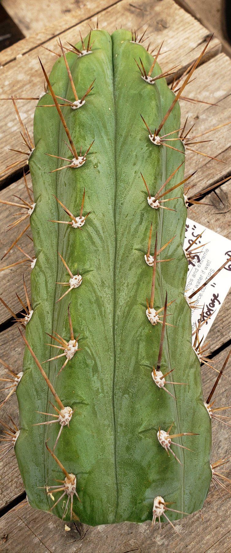 #EC45 EXACT Trichocereus Peruvianus "Storage Yard" Cactus CUTTING 9-10"-Cactus - Large - Exact-The Succulent Source