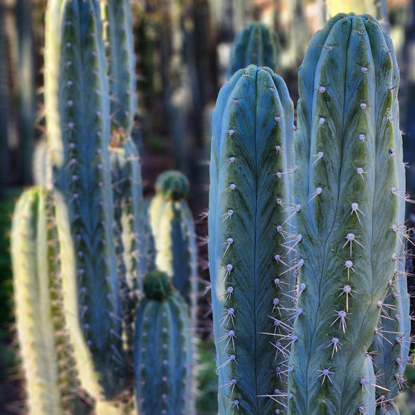 専用 1kg Trichocereus peruvianus /トップカット Tr. peruvianus - Peruvian Torch - Cuts | Cactocereus UK t/a