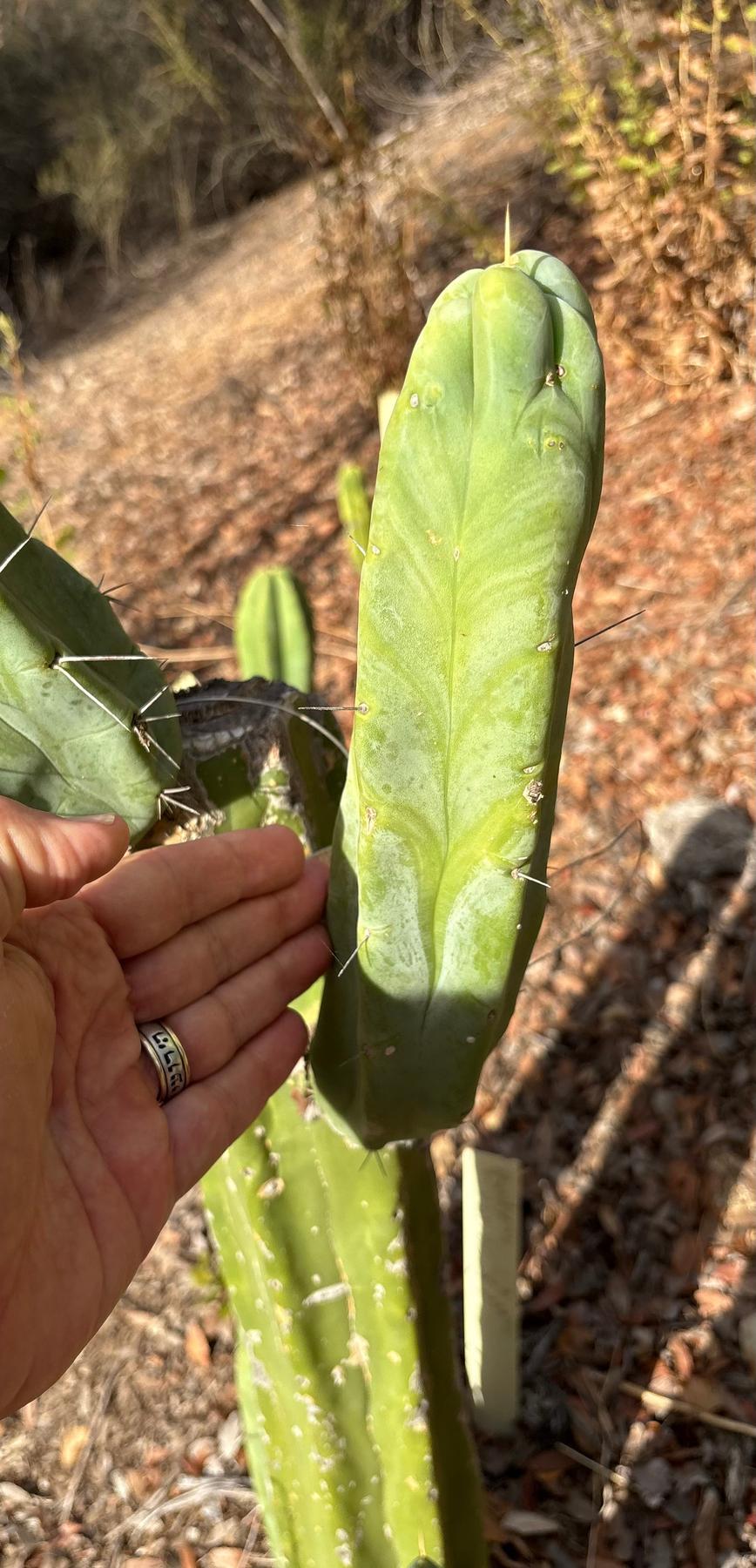 #EC46 EXACT Trichocereus Bridgesii “Rob BC” Cactus Cutting 8”-Cactus - Large - Exact-The Succulent Source