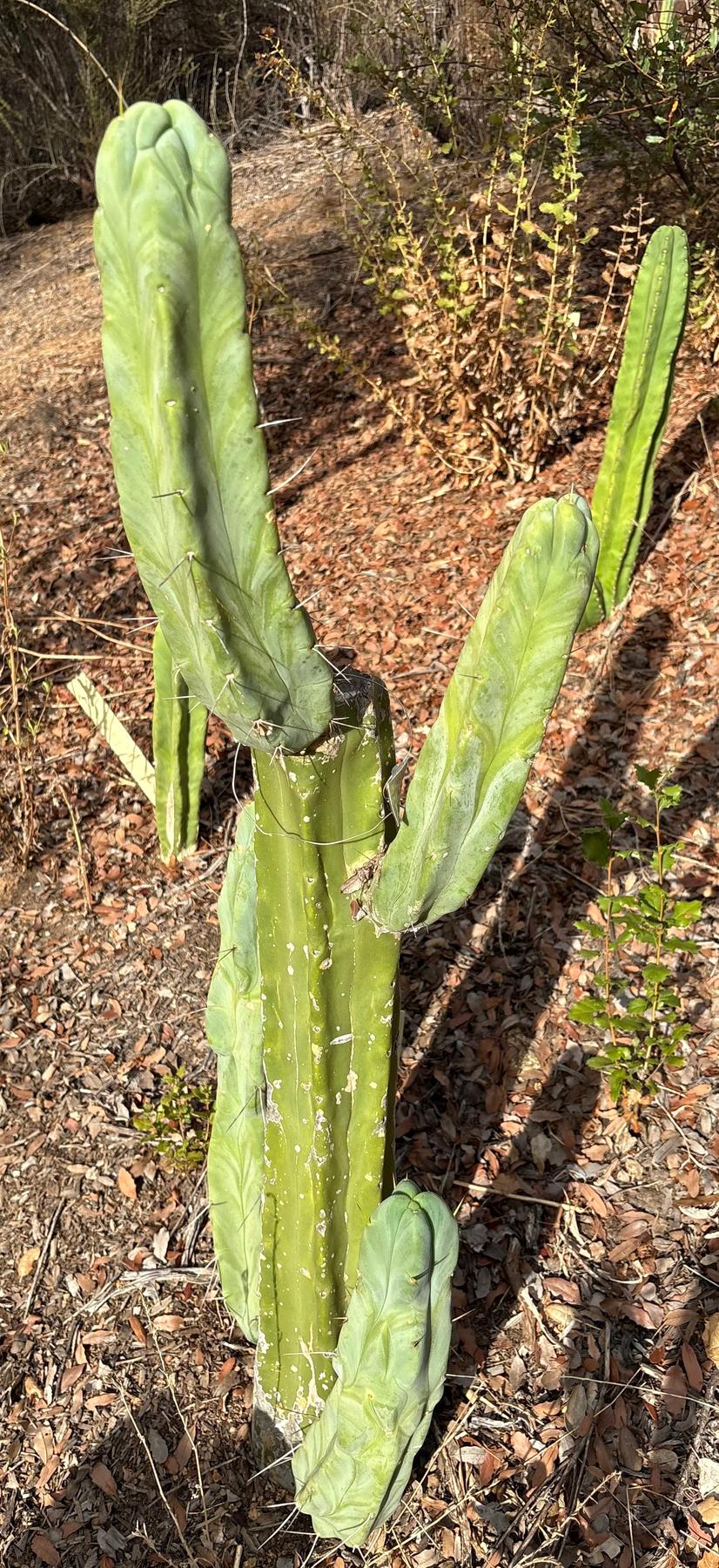 #EC46 EXACT Trichocereus Bridgesii “Rob BC” Cactus Cutting 8”-Cactus - Large - Exact-The Succulent Source