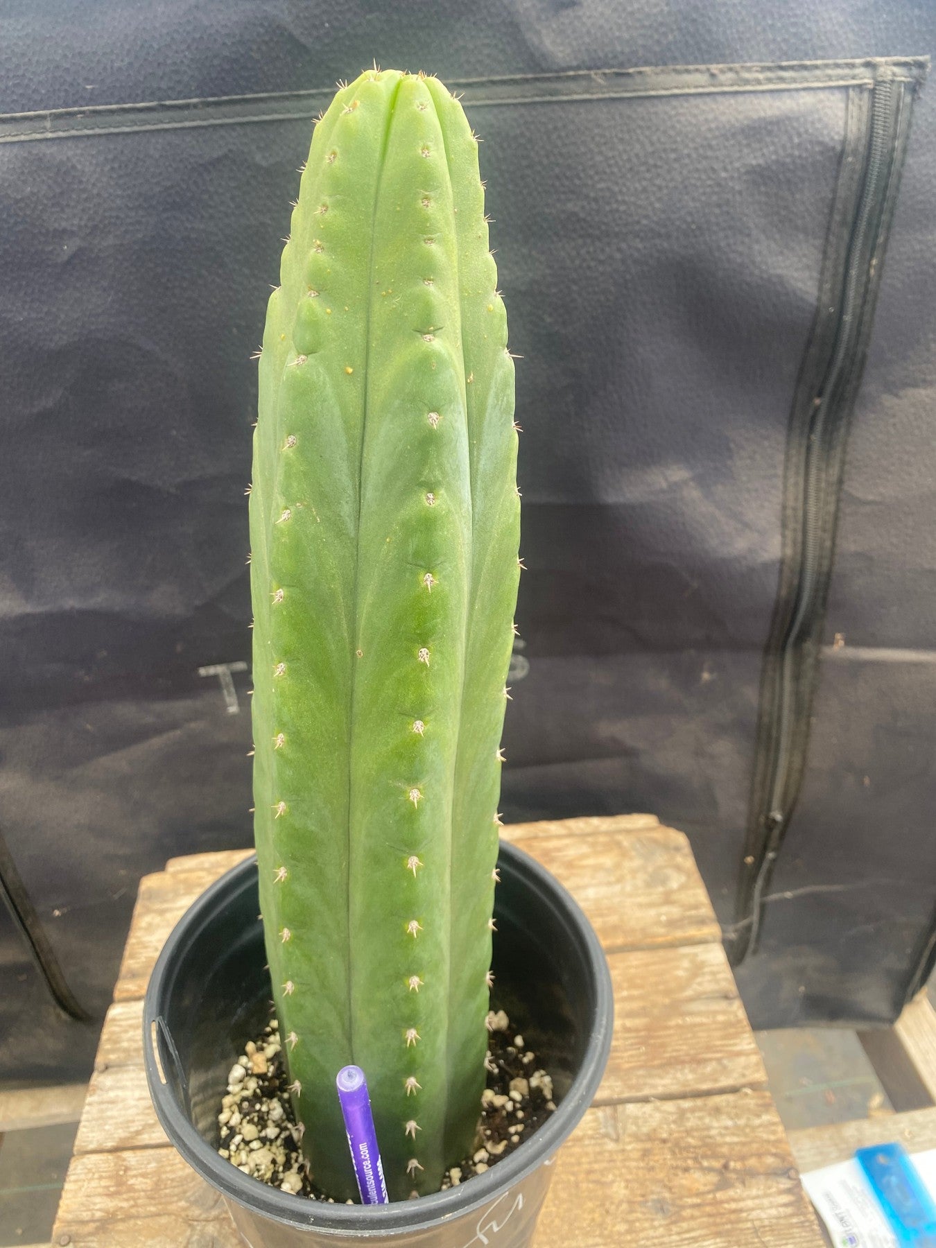 #EC46 EXACT Trichocereus Pachanoi "Awful" Cactus 10.5”-Cactus - Large - Exact-The Succulent Source