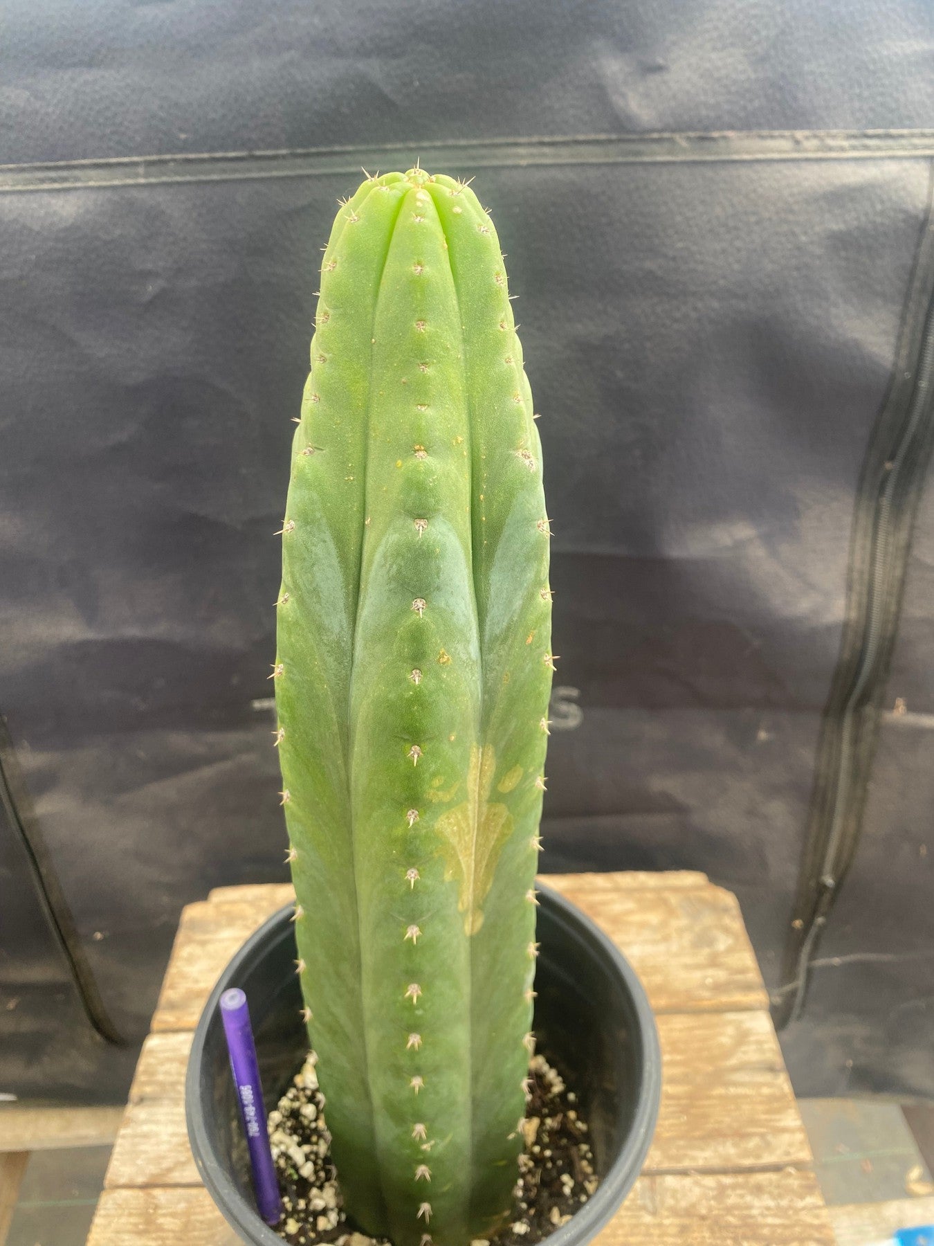 #EC46 EXACT Trichocereus Pachanoi "Awful" Cactus 10.5”-Cactus - Large - Exact-The Succulent Source