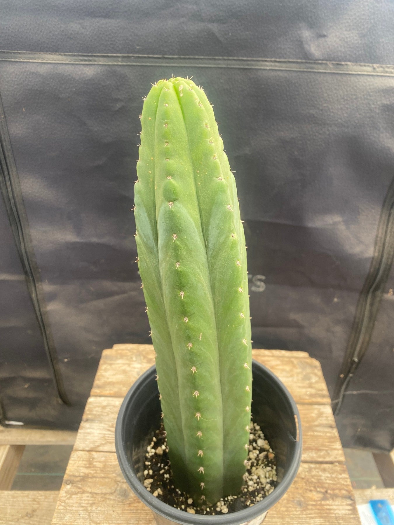 #EC46 EXACT Trichocereus Pachanoi "Awful" Cactus 10.5”-Cactus - Large - Exact-The Succulent Source
