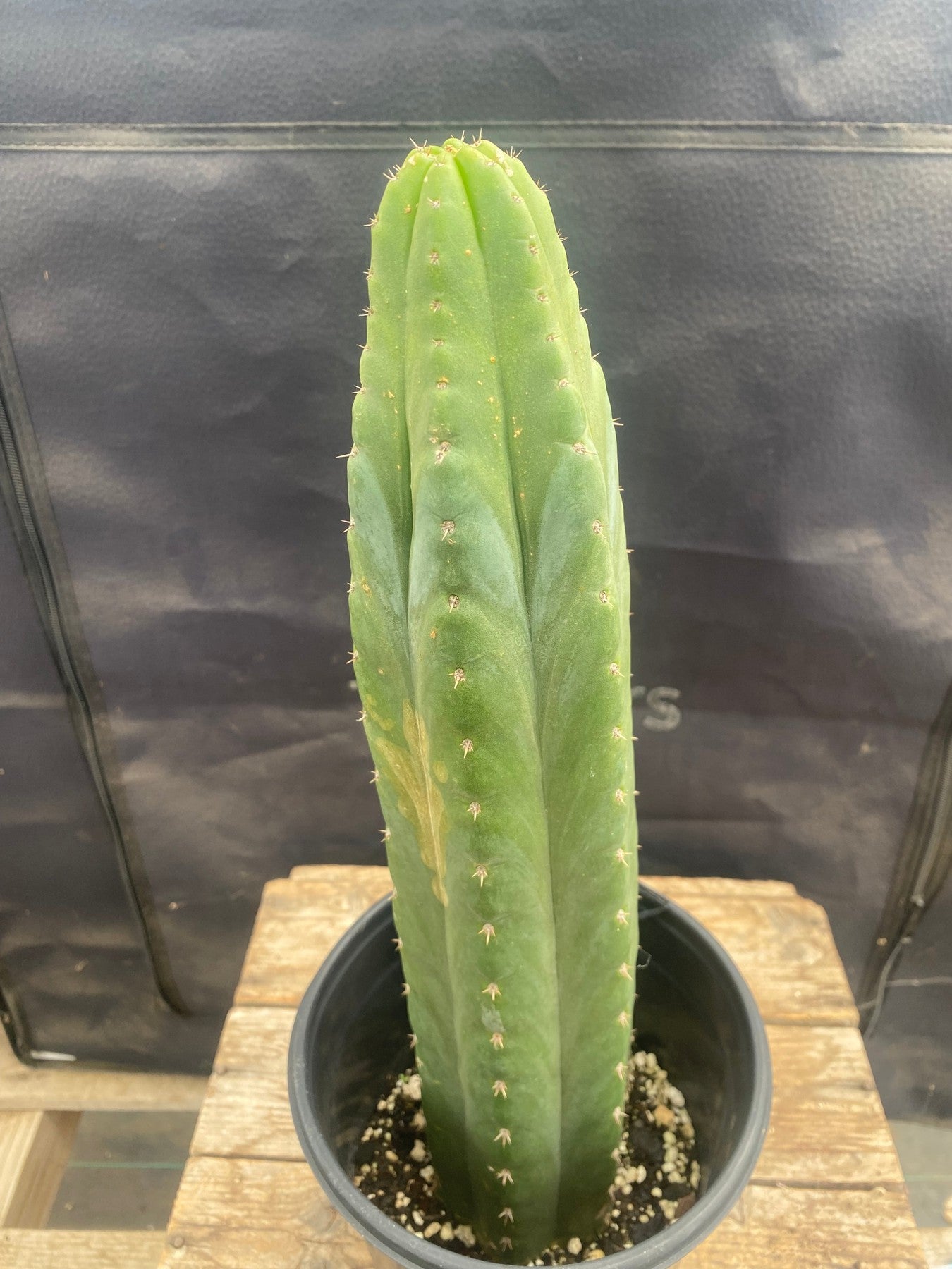 #EC46 EXACT Trichocereus Pachanoi "Awful" Cactus 10.5”-Cactus - Large - Exact-The Succulent Source
