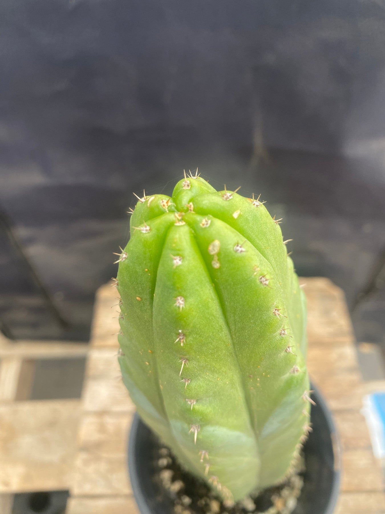 #EC46 EXACT Trichocereus Pachanoi "Awful" Cactus 10.5”-Cactus - Large - Exact-The Succulent Source