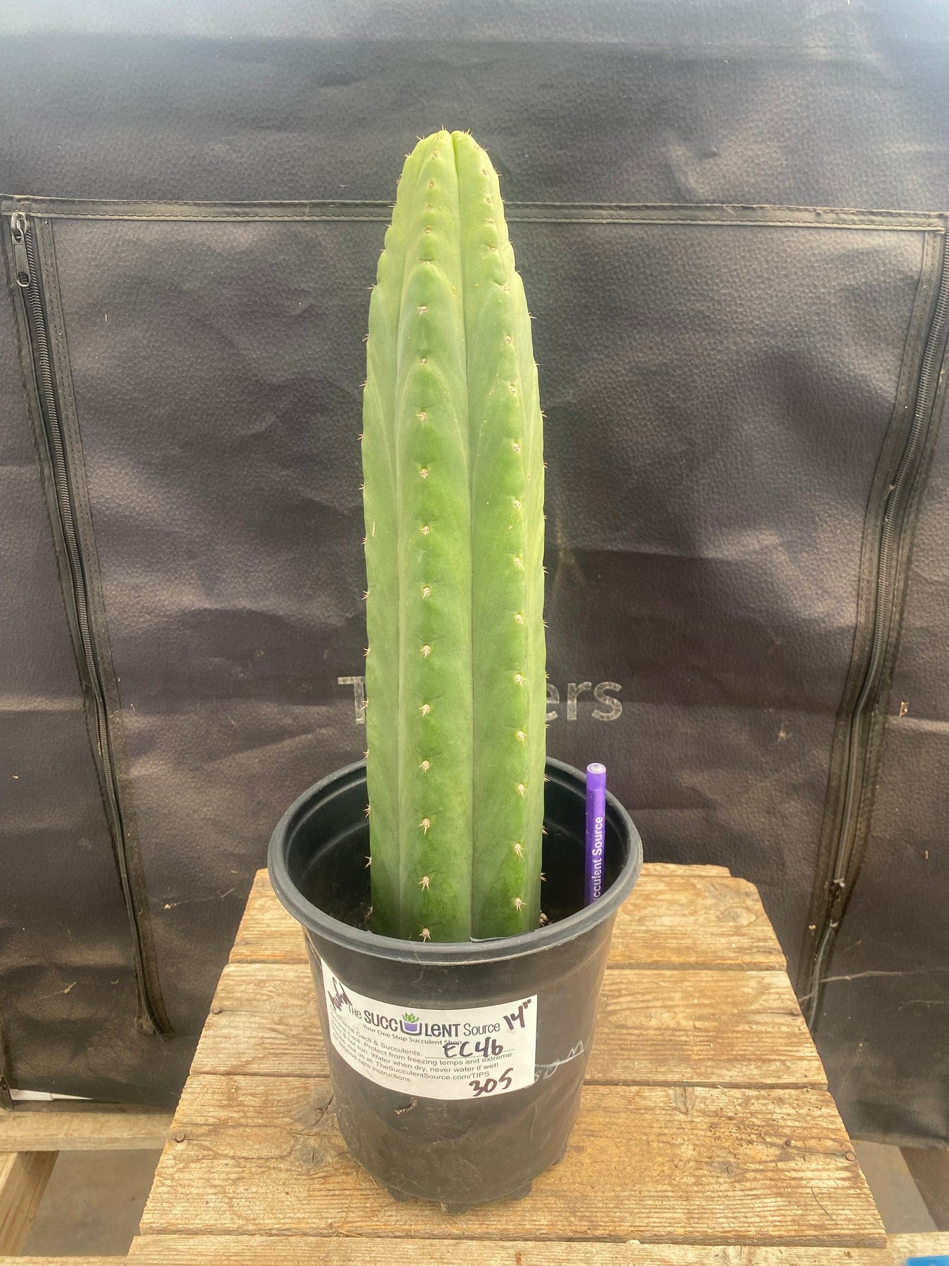 #EC46 EXACT Trichocereus Pachanoi "Awful" Cactus 10.5”-Cactus - Large - Exact-The Succulent Source