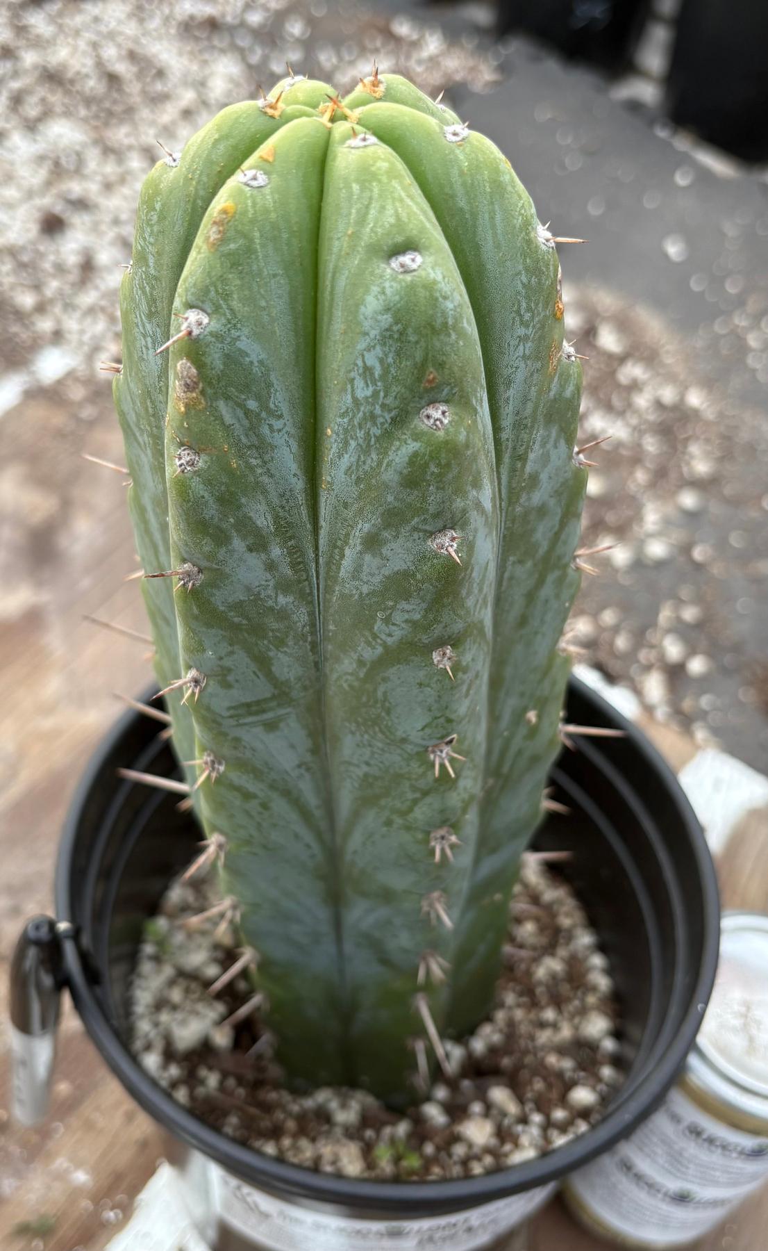 #EC46 EXACT Trichocereus Pachanoi Horace The Timekeeper OP Chavin Cactus 10.5”-Cactus - Large - Exact-The Succulent Source