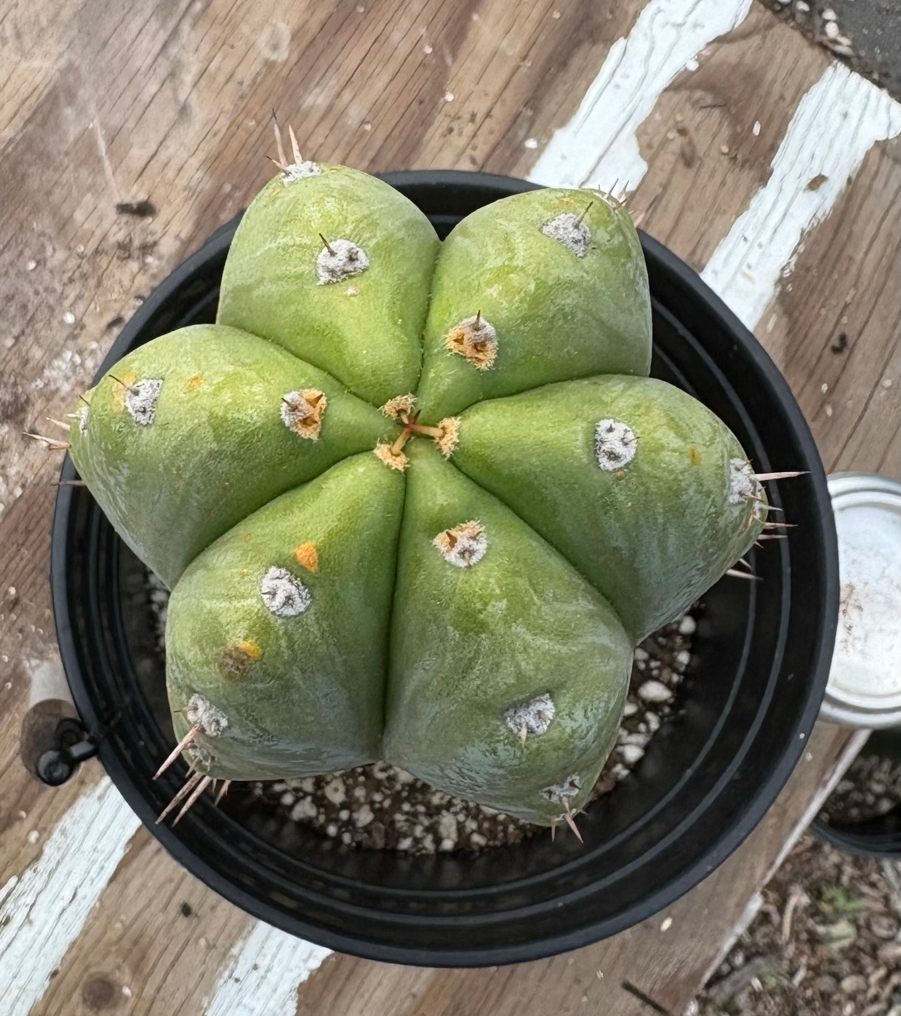 #EC46 EXACT Trichocereus Pachanoi Horace The Timekeeper OP Chavin Cactus 10.5”-Cactus - Large - Exact-The Succulent Source