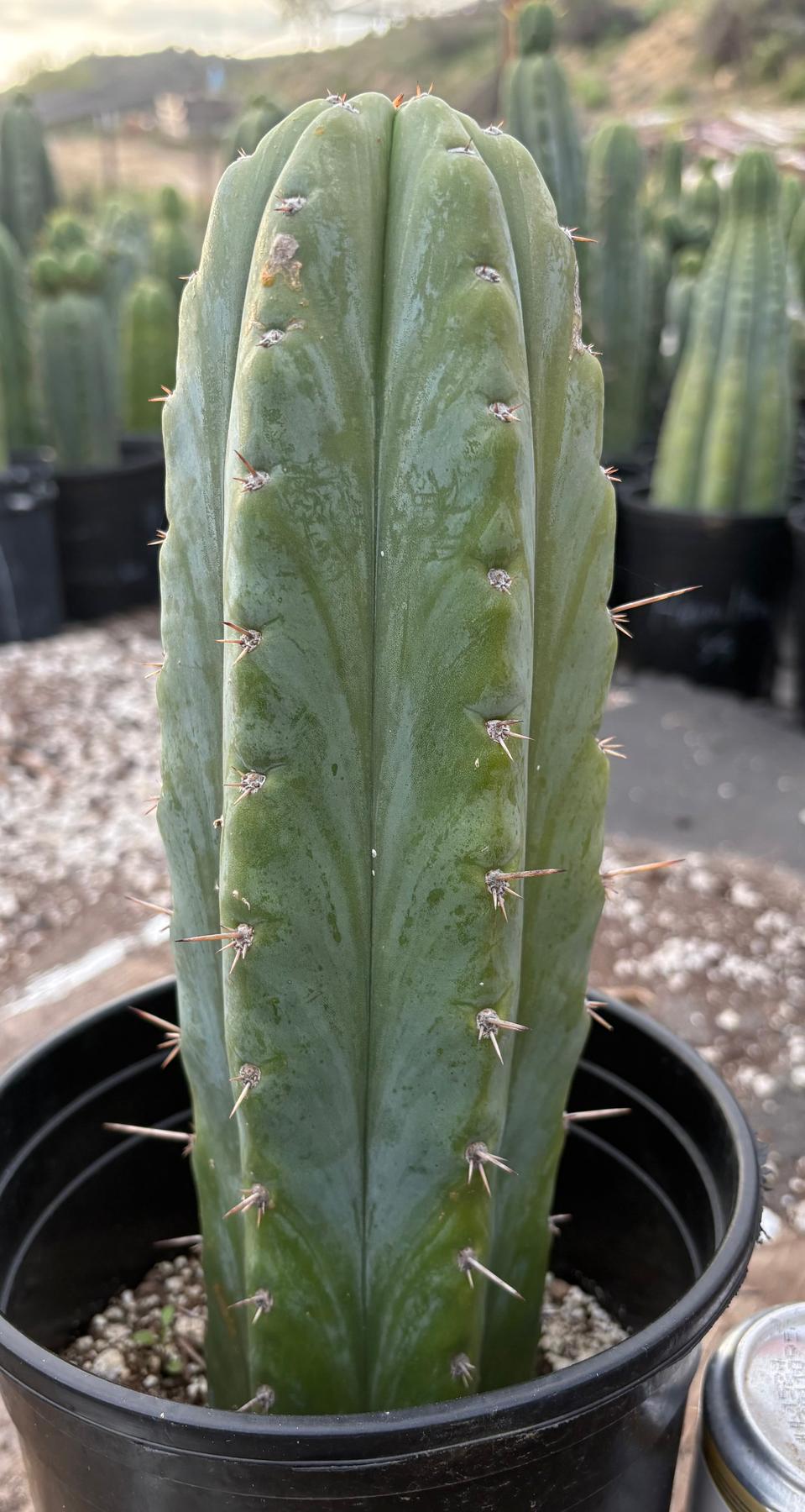 #EC46 EXACT Trichocereus Pachanoi Horace The Timekeeper OP Chavin Cactus 10.5”-Cactus - Large - Exact-The Succulent Source