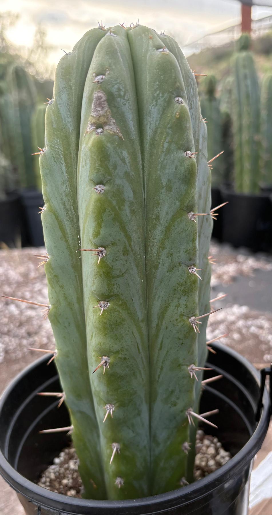 #EC46 EXACT Trichocereus Pachanoi Horace The Timekeeper OP Chavin Cactus 10.5”-Cactus - Large - Exact-The Succulent Source