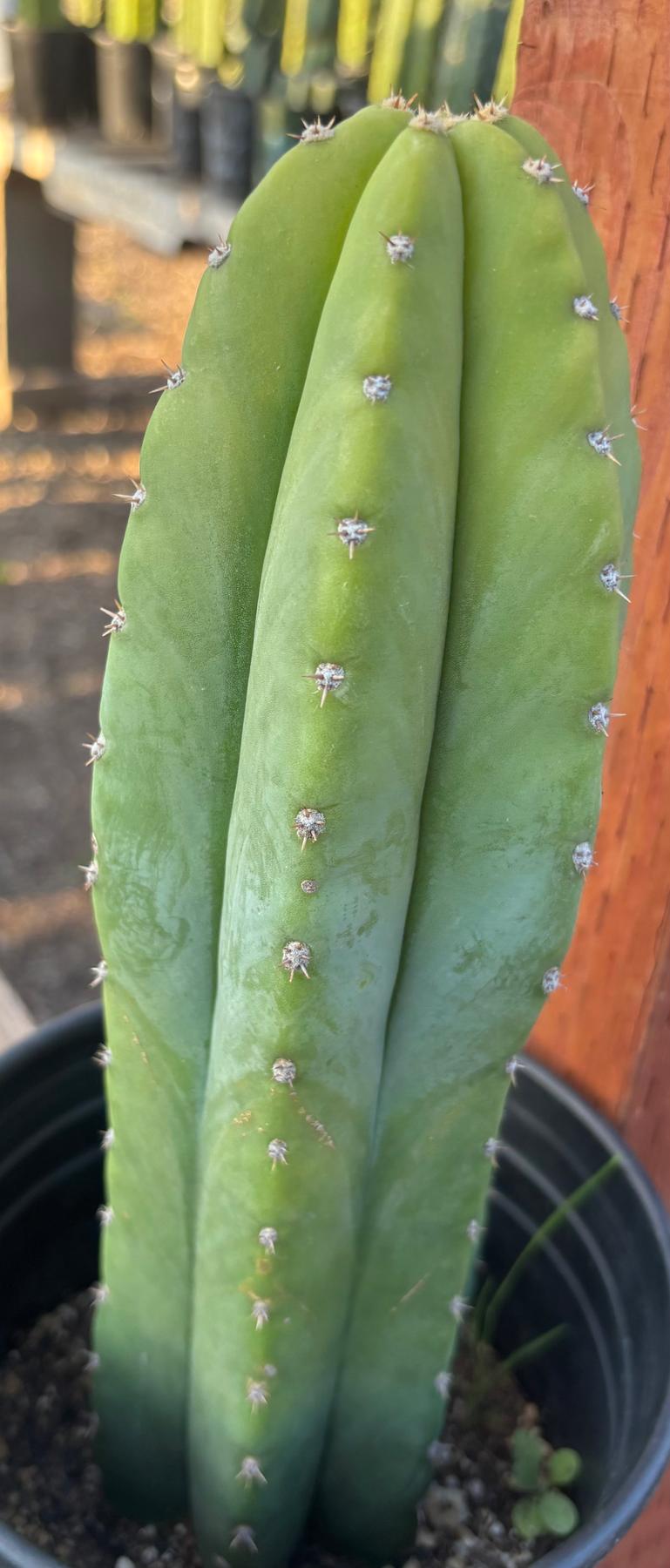 #EC46 EXACT Trichocereus Pachanoi YBP X Scop Cactus 12.5”-Cactus - Large - Exact-The Succulent Source