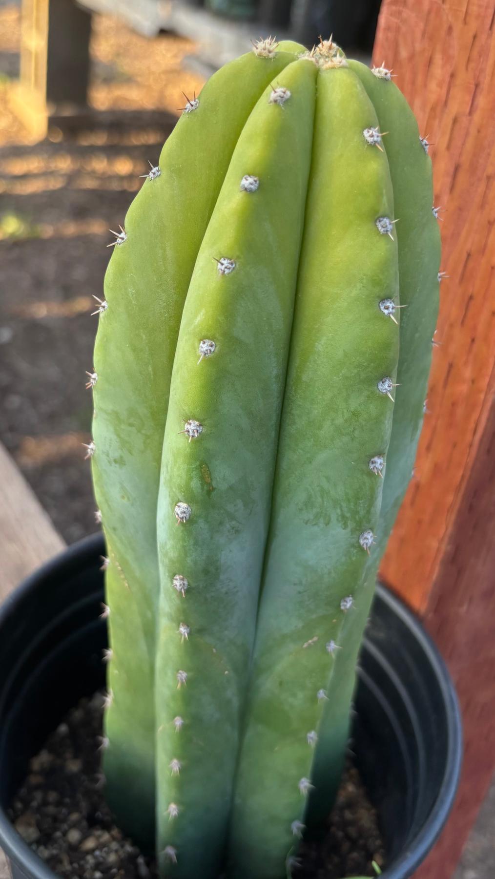#EC46 EXACT Trichocereus Pachanoi YBP X Scop Cactus 12.5”-Cactus - Large - Exact-The Succulent Source