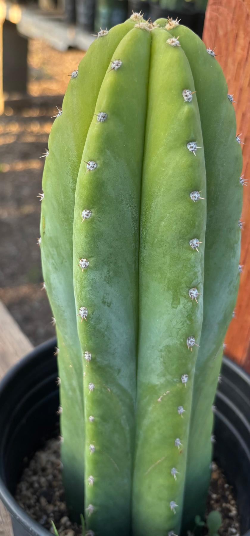 #EC46 EXACT Trichocereus Pachanoi YBP X Scop Cactus 12.5”-Cactus - Large - Exact-The Succulent Source