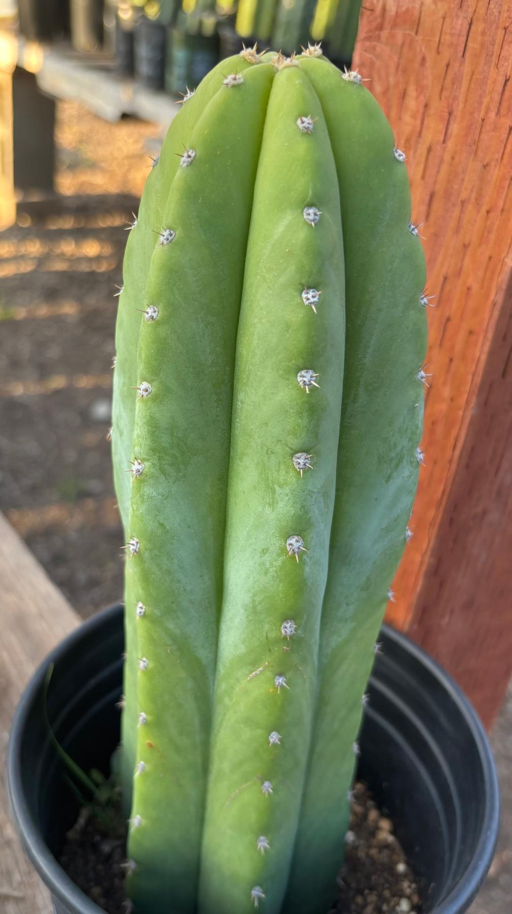 #EC46 EXACT Trichocereus Pachanoi YBP X Scop Cactus 12.5”-Cactus - Large - Exact-The Succulent Source