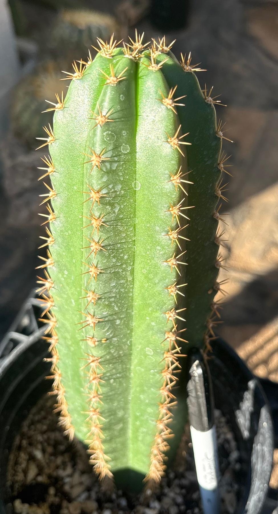 #EC46 EXACT Trichocereus Zelly X Scop Ripple Cactus 11”-Cactus - Large - Exact-The Succulent Source