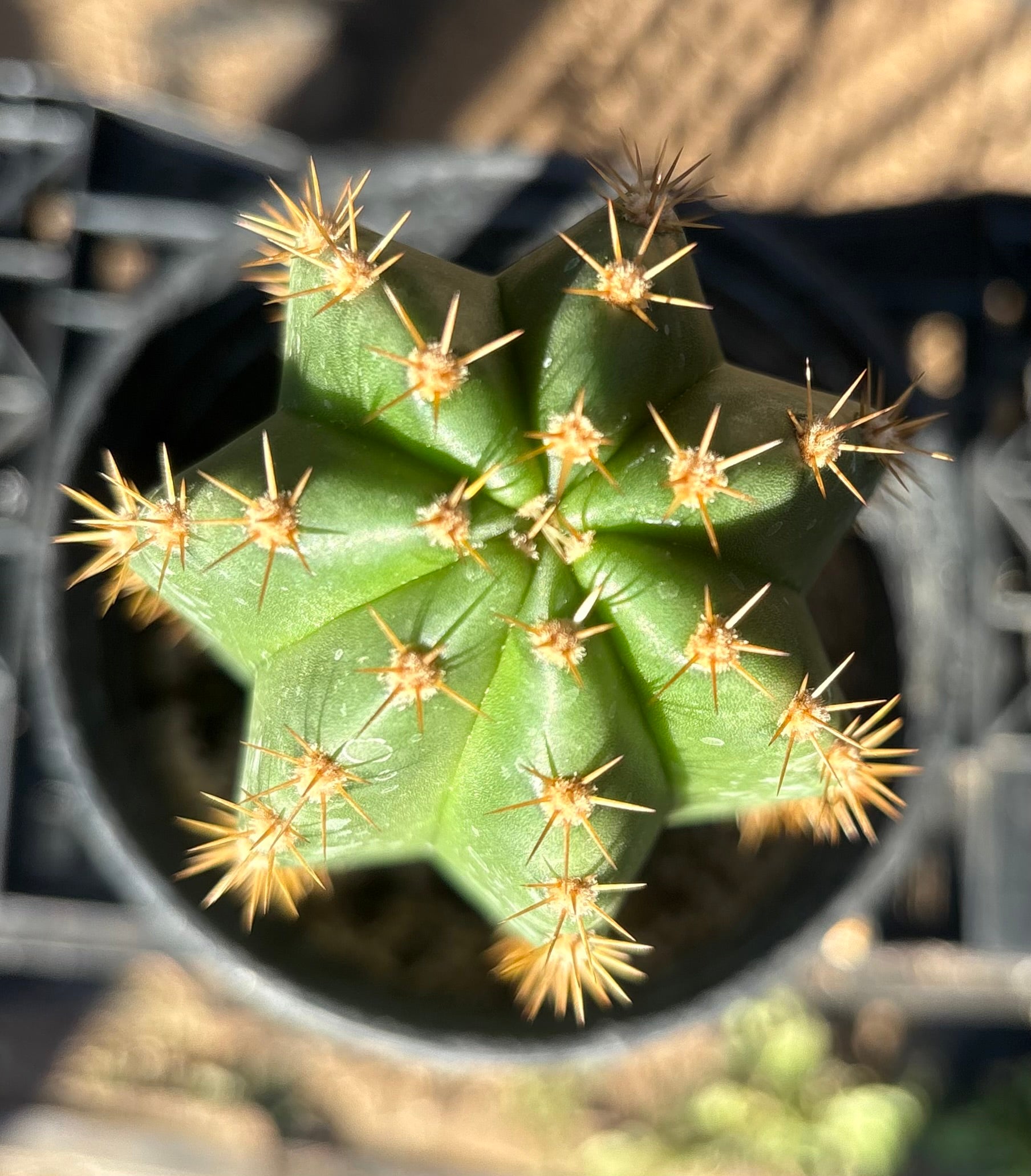#EC46 EXACT Trichocereus Zelly X Scop Ripple Cactus 11”-Cactus - Large - Exact-The Succulent Source