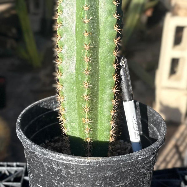 San Pedro Cactus for Sale Trichocereus - #EC46 EXACT Trichocereus