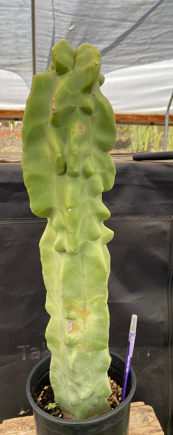 #EC47 EXACT Lophocereus schottii Monstrose Totem Pole Cactus 20"-Cactus - Large - Exact-The Succulent Source
