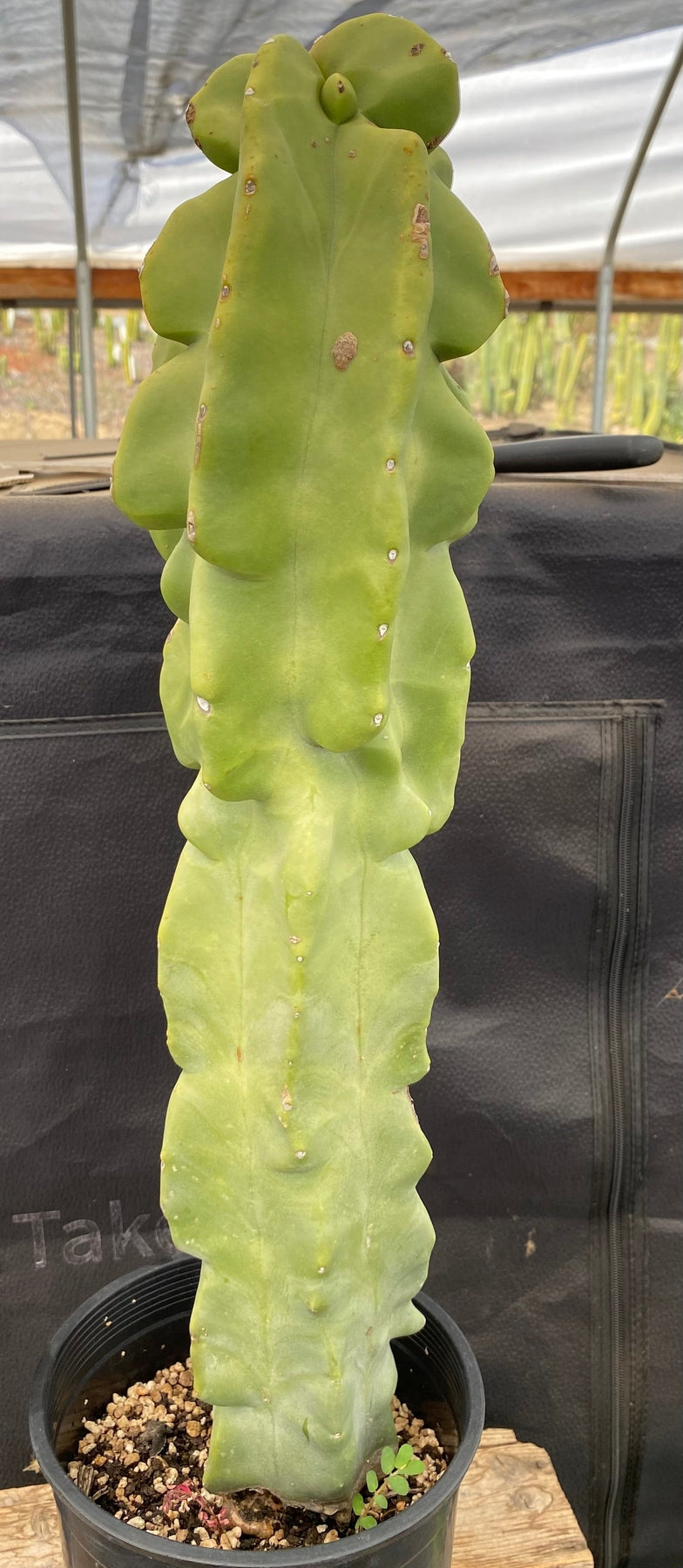 #EC47 EXACT Lophocereus schottii Monstrose Totem Pole Cactus 20"-Cactus - Large - Exact-The Succulent Source