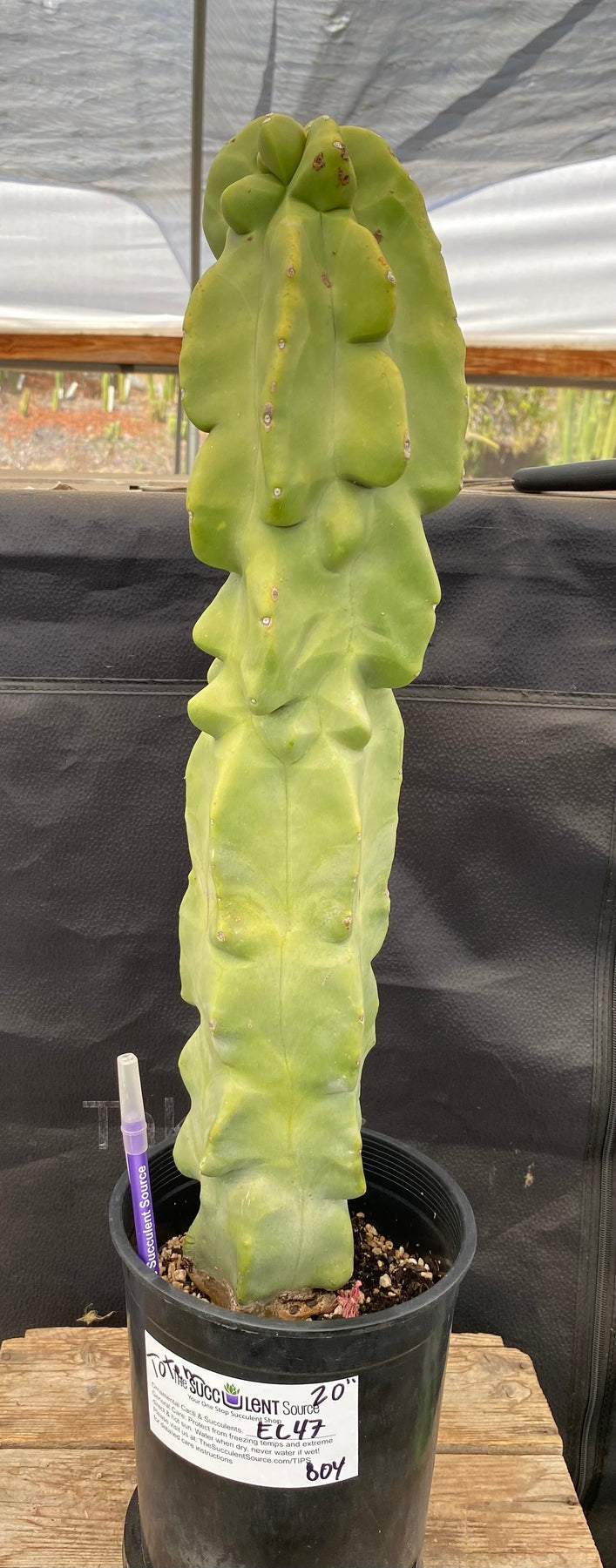 #EC47 EXACT Lophocereus schottii Monstrose Totem Pole Cactus 20"-Cactus - Large - Exact-The Succulent Source