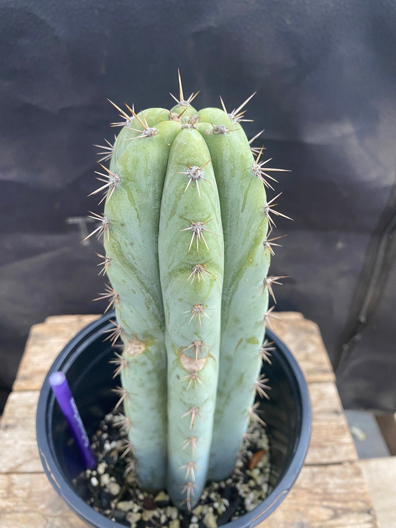 #EC48 EXACT Trichocereus Peruvianus TSS Blue Peru Cactus 12.5"-Cactus - Large - Exact-The Succulent Source