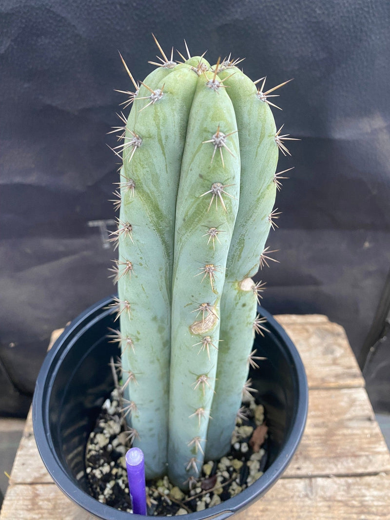 #EC48 EXACT Trichocereus Peruvianus TSS Blue Peru Cactus 10.5"