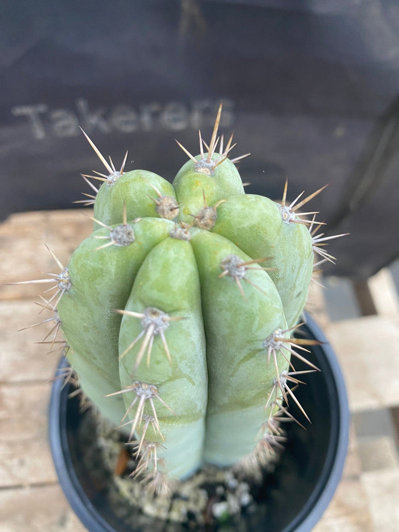 #EC48 EXACT Trichocereus Peruvianus TSS Blue Peru Cactus 10.5"