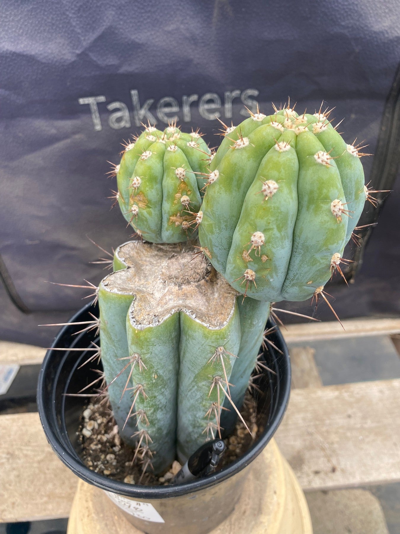 #EC48 EXACT Trichocereus Peruvianus TSS Blue Peru Cactus 11"-Cactus - Large - Exact-The Succulent Source