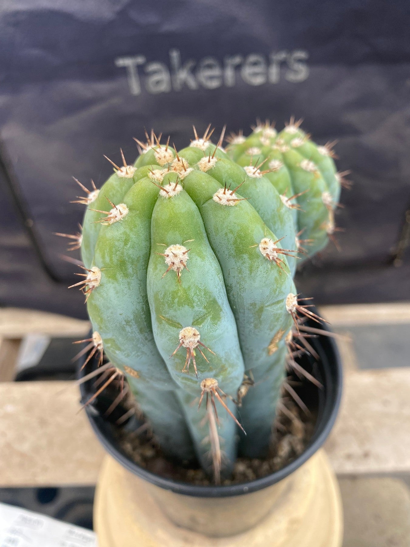 #EC48 EXACT Trichocereus Peruvianus TSS Blue Peru Cactus 11"-Cactus - Large - Exact-The Succulent Source