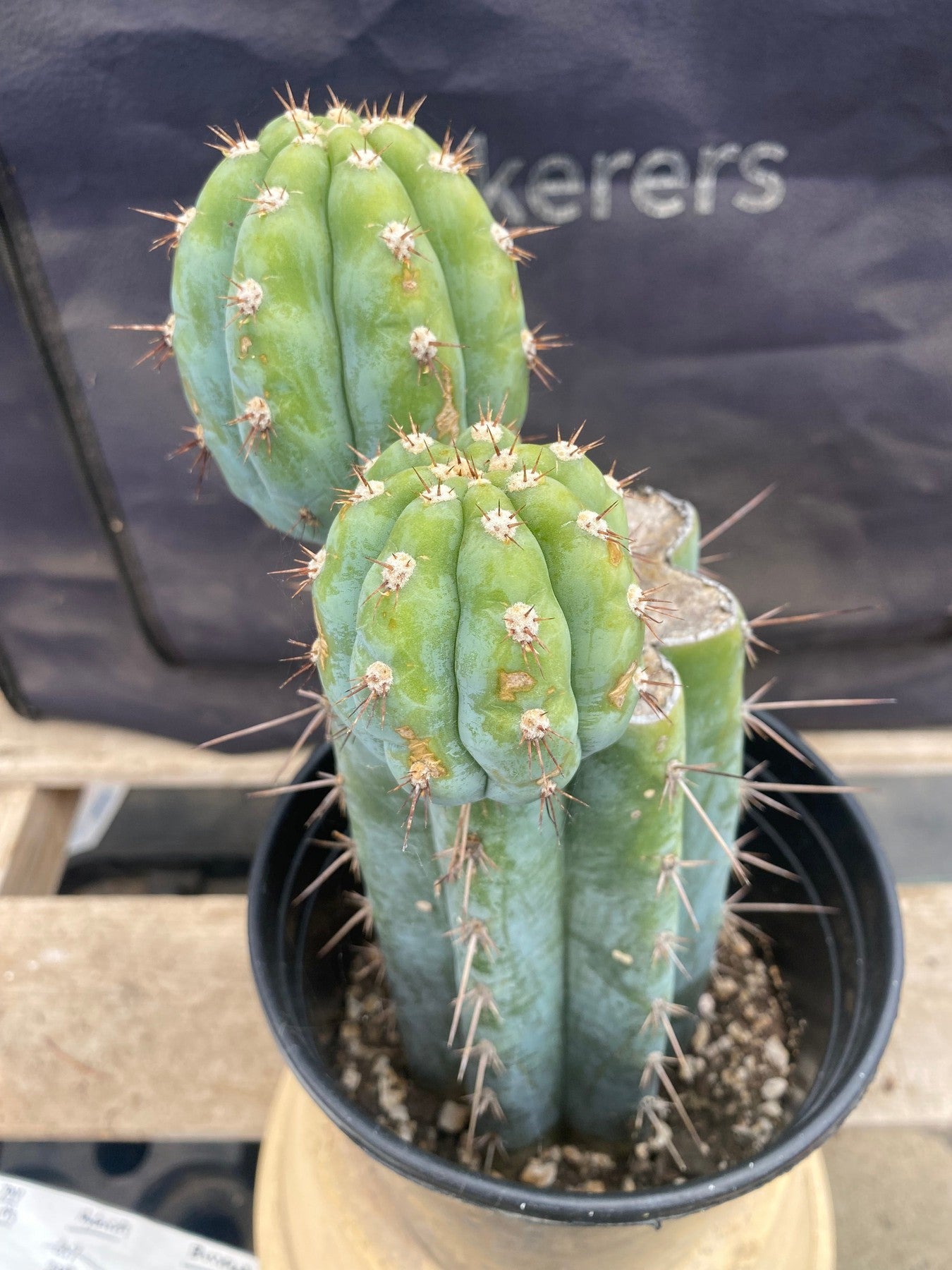 #EC48 EXACT Trichocereus Peruvianus TSS Blue Peru Cactus 11"-Cactus - Large - Exact-The Succulent Source