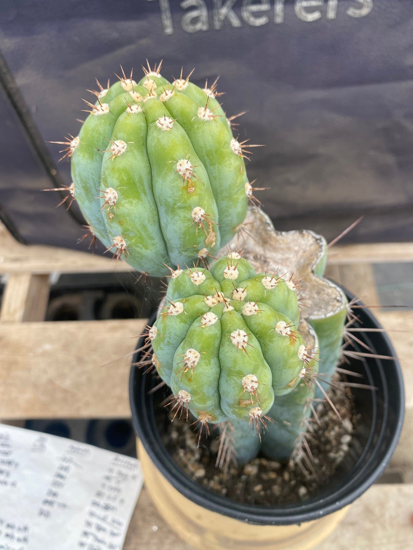 #EC48 EXACT Trichocereus Peruvianus TSS Blue Peru Cactus 11"-Cactus - Large - Exact-The Succulent Source