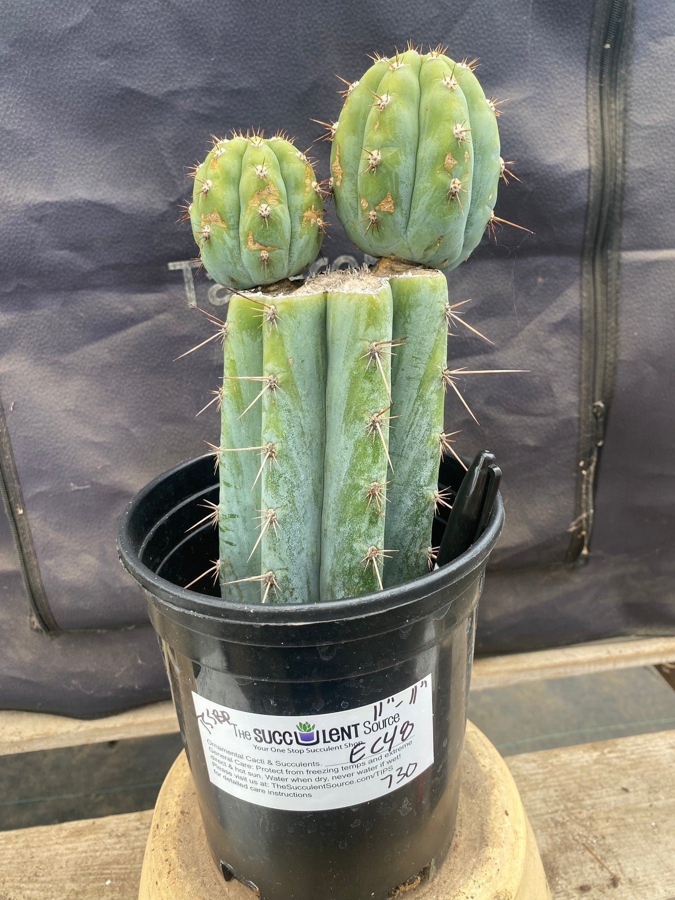 #EC48 EXACT Trichocereus Peruvianus TSS Blue Peru Cactus 11"-Cactus - Large - Exact-The Succulent Source