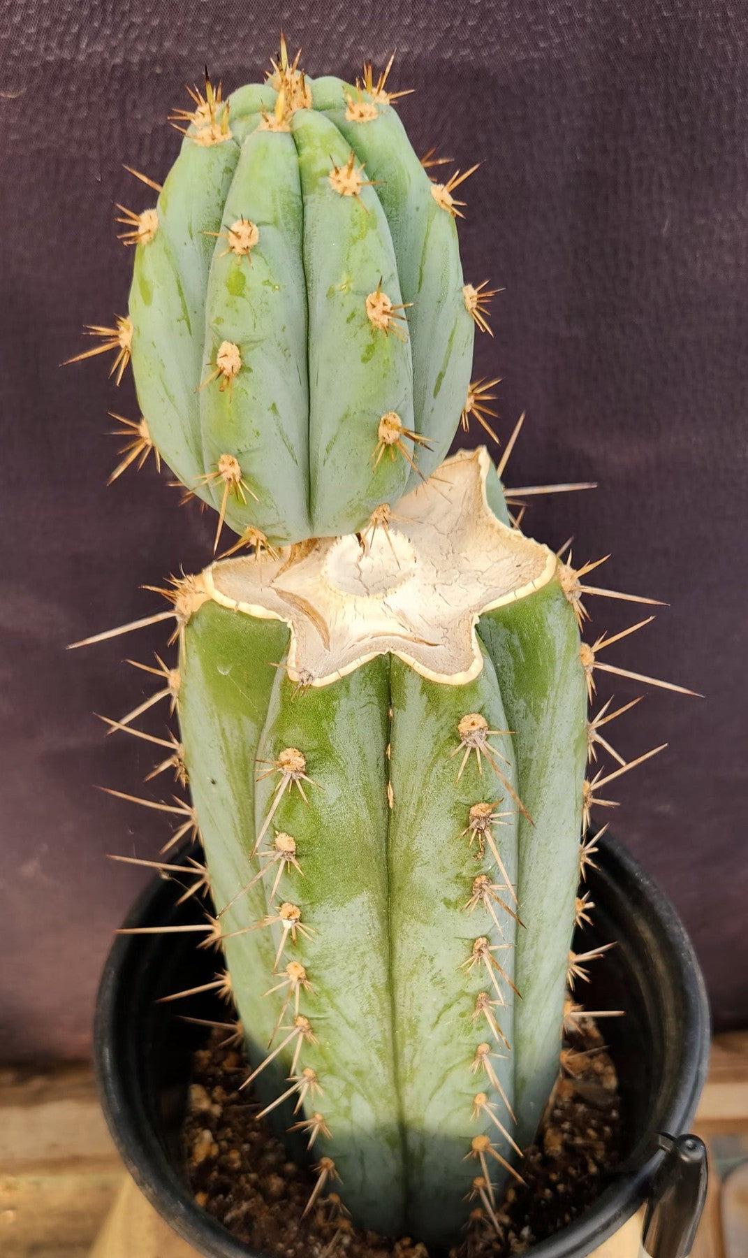 #EC48 EXACT Trichocereus Peruvianus TSS Blue Peru Cactus 12"-Cactus - Large - Exact-The Succulent Source