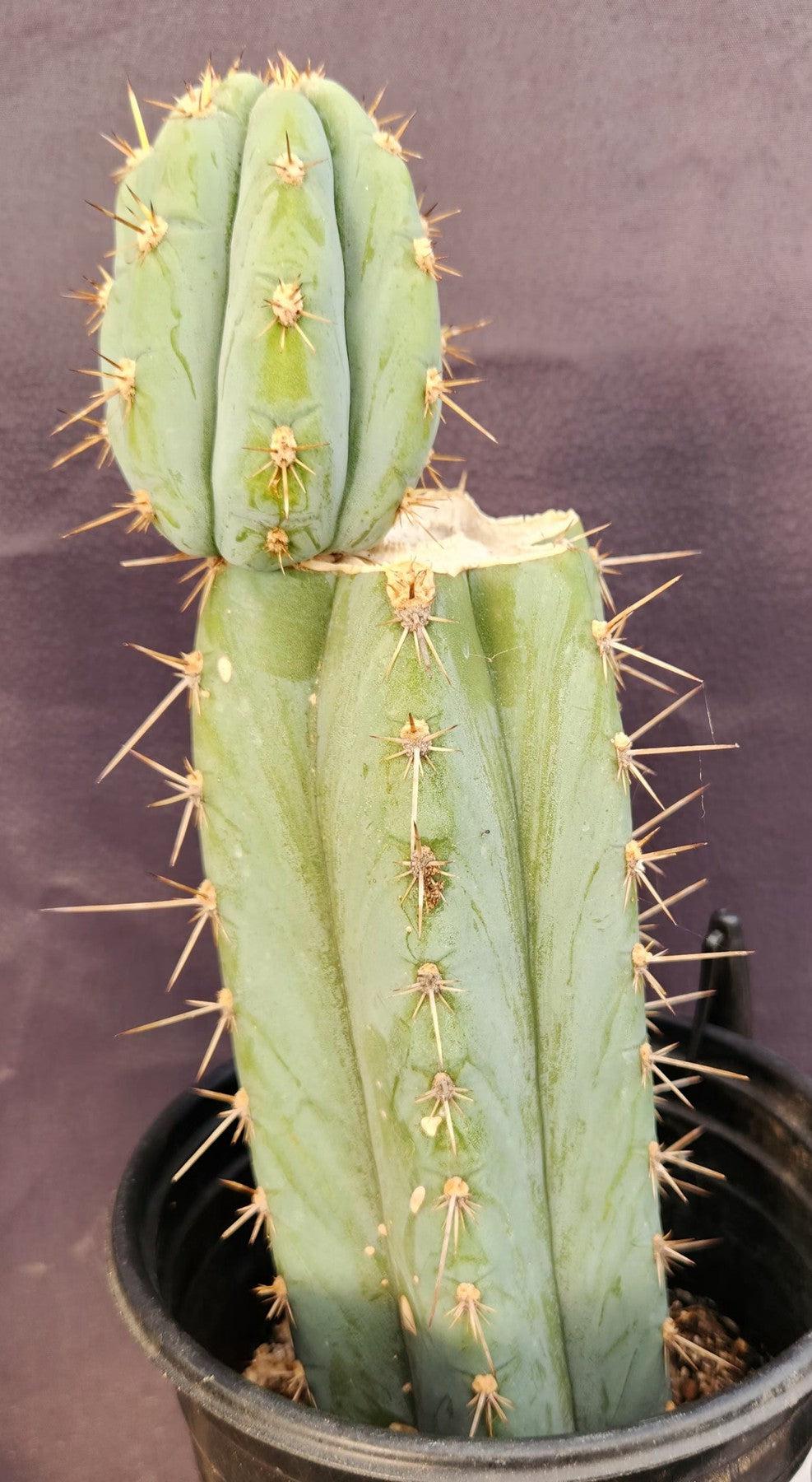 #EC48 EXACT Trichocereus Peruvianus TSS Blue Peru Cactus 12"-Cactus - Large - Exact-The Succulent Source