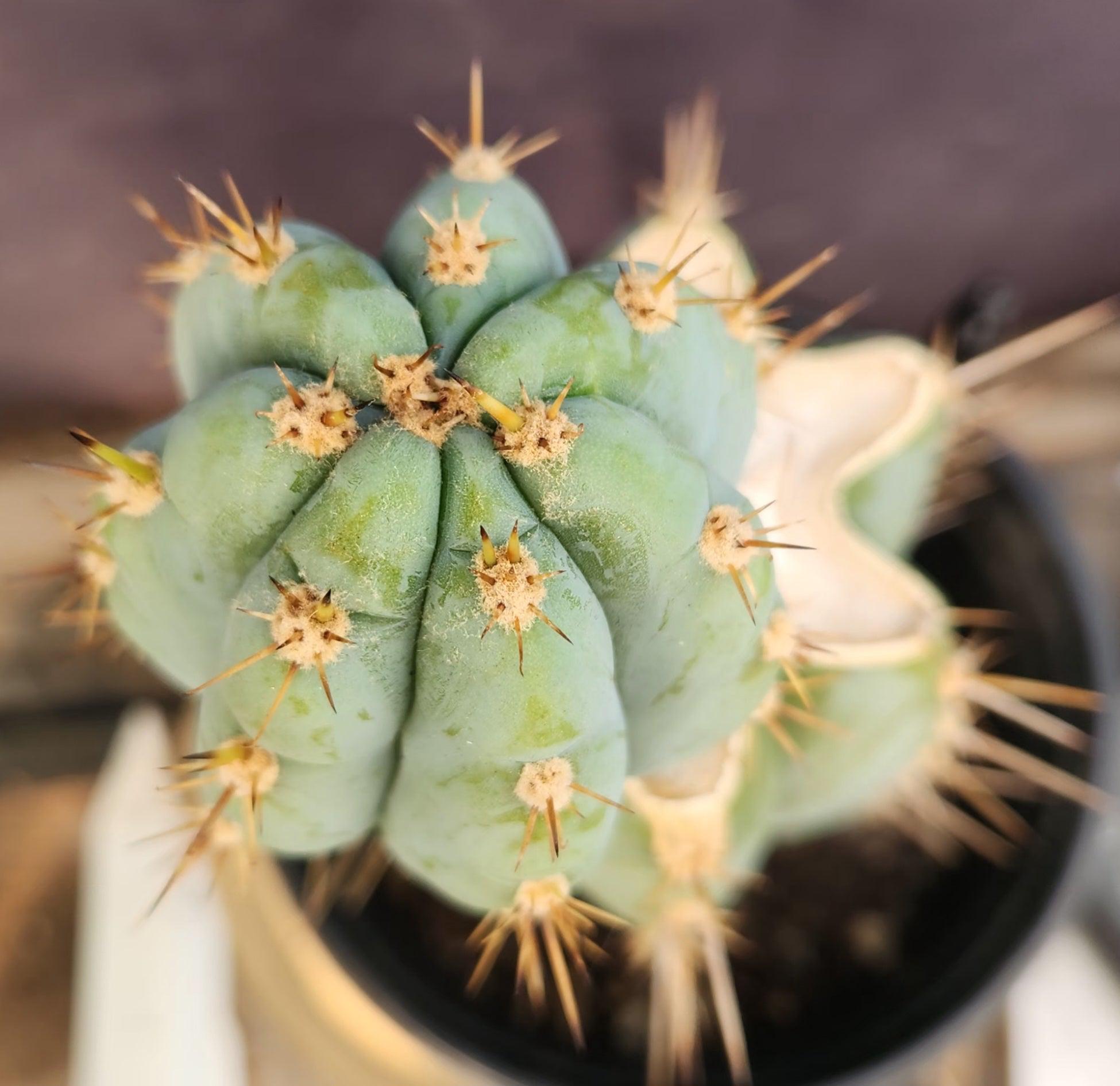 #EC48 EXACT Trichocereus Peruvianus TSS Blue Peru Cactus 12"-Cactus - Large - Exact-The Succulent Source