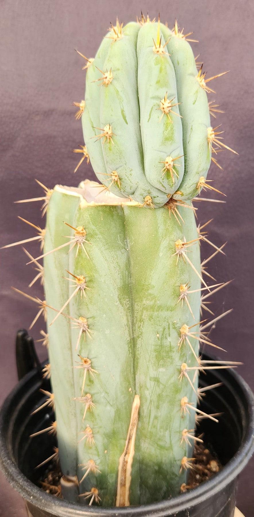 #EC48 EXACT Trichocereus Peruvianus TSS Blue Peru Cactus 12"-Cactus - Large - Exact-The Succulent Source