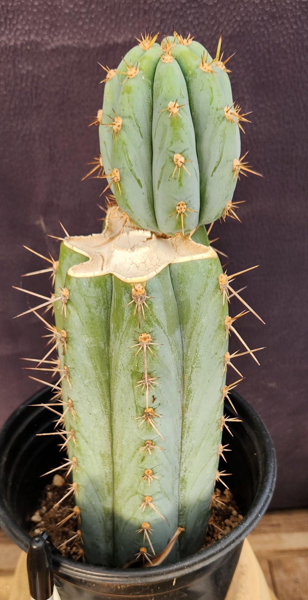 #EC48 EXACT Trichocereus Peruvianus TSS Blue Peru Cactus 12"-Cactus - Large - Exact-The Succulent Source