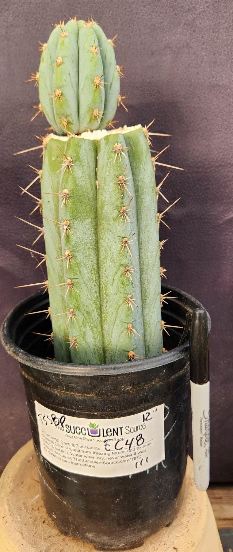 #EC48 EXACT Trichocereus Peruvianus TSS Blue Peru Cactus 12"-Cactus - Large - Exact-The Succulent Source