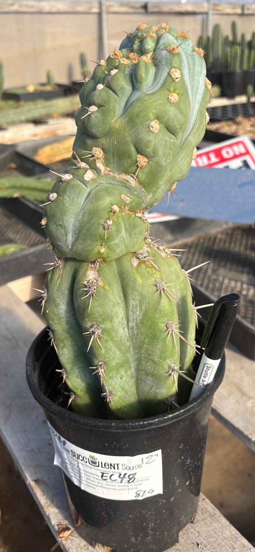 #EC48 EXACT Trichocereus Peruvianus TSS Blue Peru Cactus 12"-Cactus - Large - Exact-The Succulent Source