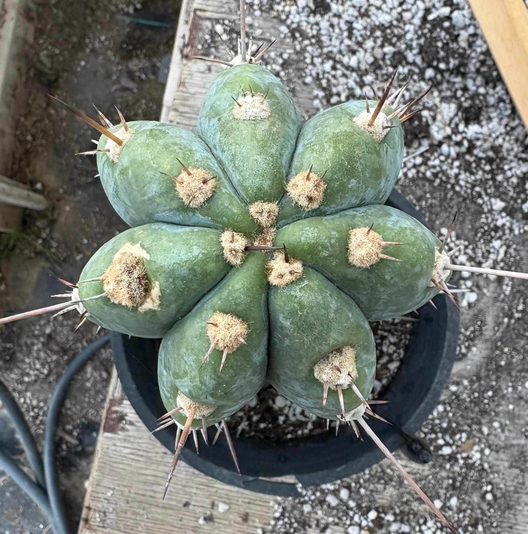 #EC48 EXACT Trichocereus Peruvianus TSSBP Blue Peru Cactus 12.5"-Cactus - Large - Exact-The Succulent Source