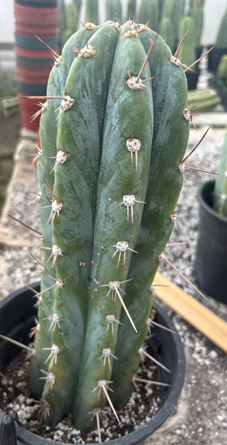 #EC48 EXACT Trichocereus Peruvianus TSSBP Blue Peru Cactus 12.5"-Cactus - Large - Exact-The Succulent Source