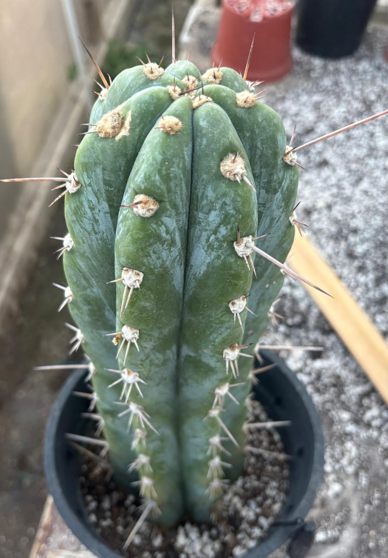 #EC48 EXACT Trichocereus Peruvianus TSSBP Blue Peru Cactus 12.5"-Cactus - Large - Exact-The Succulent Source