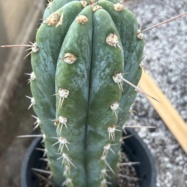 EC48 EXACT Trichocereus Peruvianus TSSBP Blue Peru Cactus 12.5